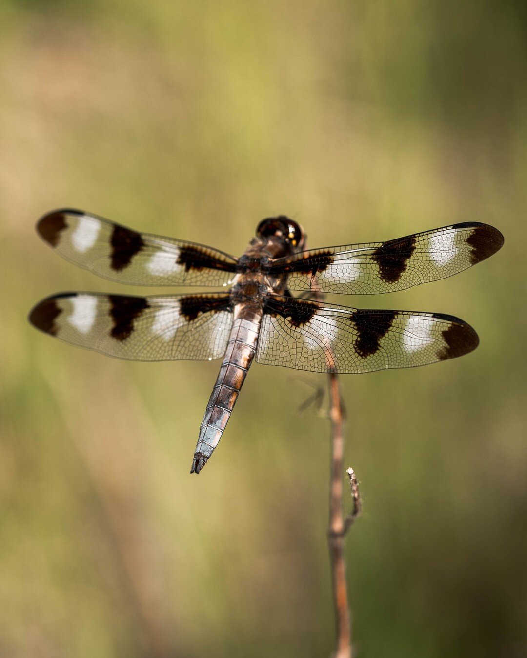 Twelve-spotted skimmer (Libellula pulchella) is named for the 12 brownish-black spots across it&rsquo;s 4 wings. It&rsquo;s a native dragonfly seen across much of North America. They feed on mosquitoes and other small flying insects, making these dra