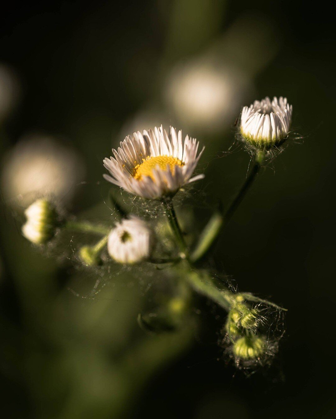 Annual fleabane (Erigeron annuus) is part of the aster family. While technically native in North America, it tends to have some weedy properties. They can be identified by their hairy stems, alternate leaves, and tiny daisy-like flowers, growing in s