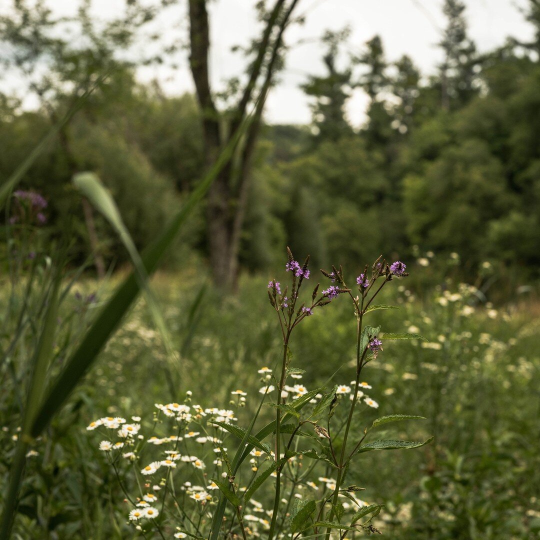 Last Saturday, we highlighted native grass lawns, low-mow lawns, and pollinator-friendly lawns as environmentally friendly alternatives to traditional lawns. This week we&rsquo;re diving in further, because urban ecology is so important. Native grass