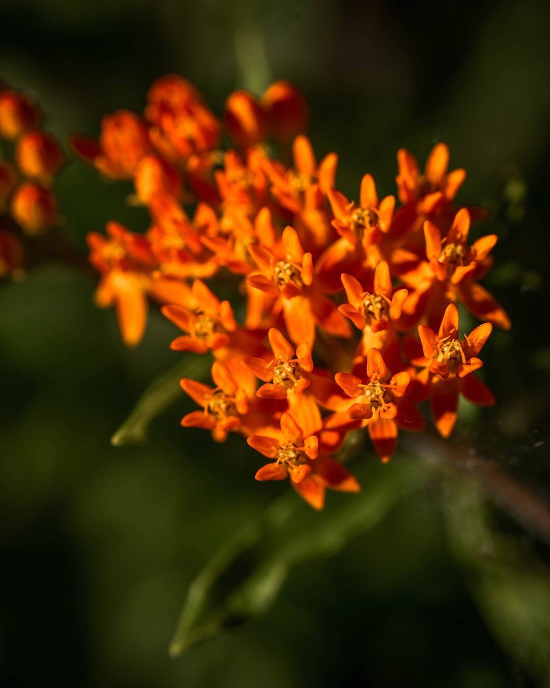 Do these flowers look familiar to you! If you keep up with our posts, they should! This is butterflyweed (Asclepias tuberosa), another variation of milkweed. The flowers look similar in shape and size to common milkweed (Asclepias syriaca) except the