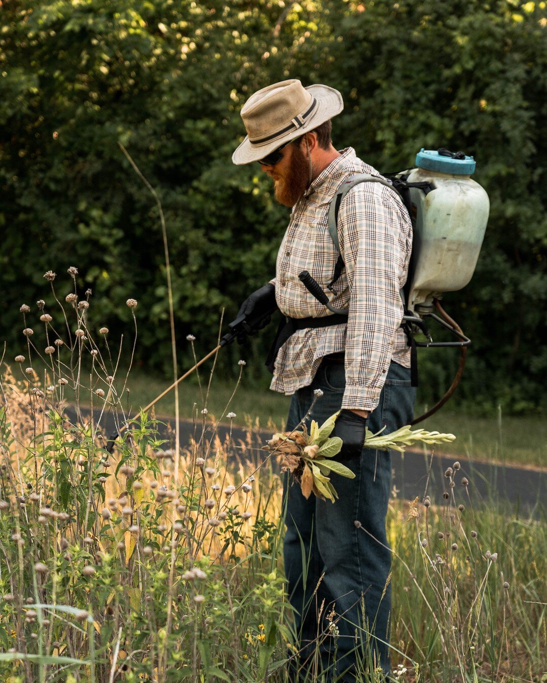 Targeting invasive species during the summer is essential to prevent them from going to seed and contributing to the seedbank in the soil. We use a variety methods including manually pulling from the roots, herbicide application, and cutting. If we c