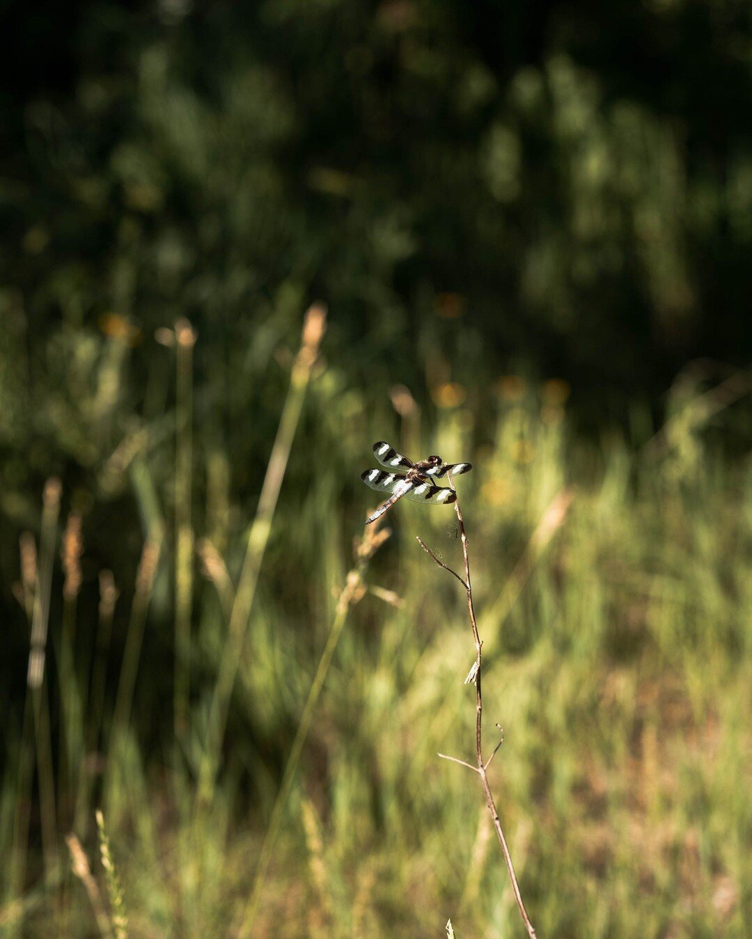 Are you a homeowner with a little bit of land, wanting to contribute to the ecosystem in a positive way? Every Saturday this summer, we&rsquo;re discussing a different method of how you can transform your land in a positive way to help the environmen