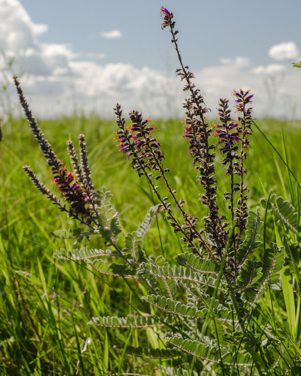 prairie wildflowers