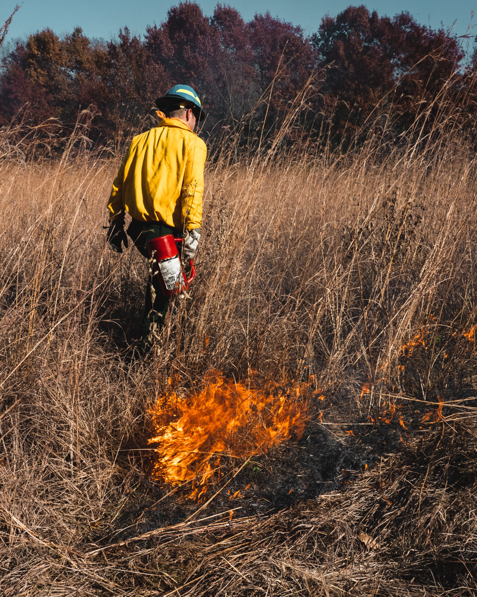 technician laying fire during a prescribed burn