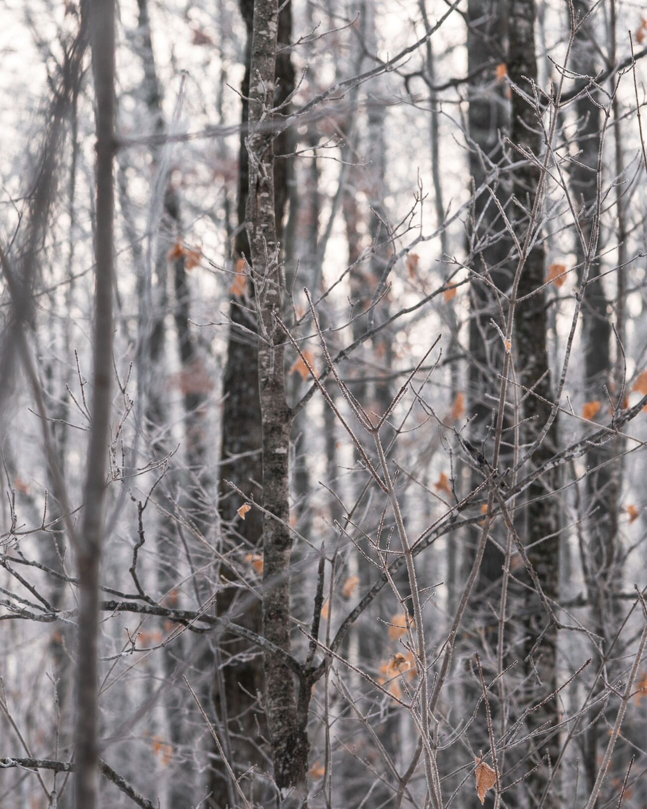 woodland in the winter