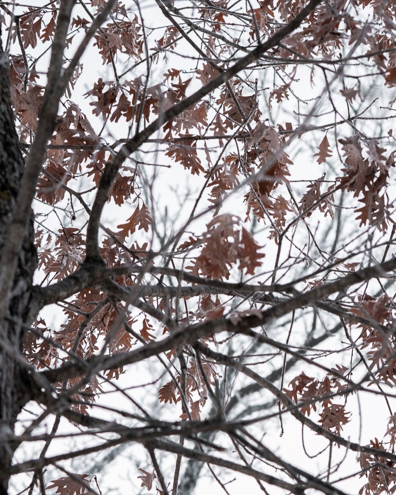 oak leaves in the winter