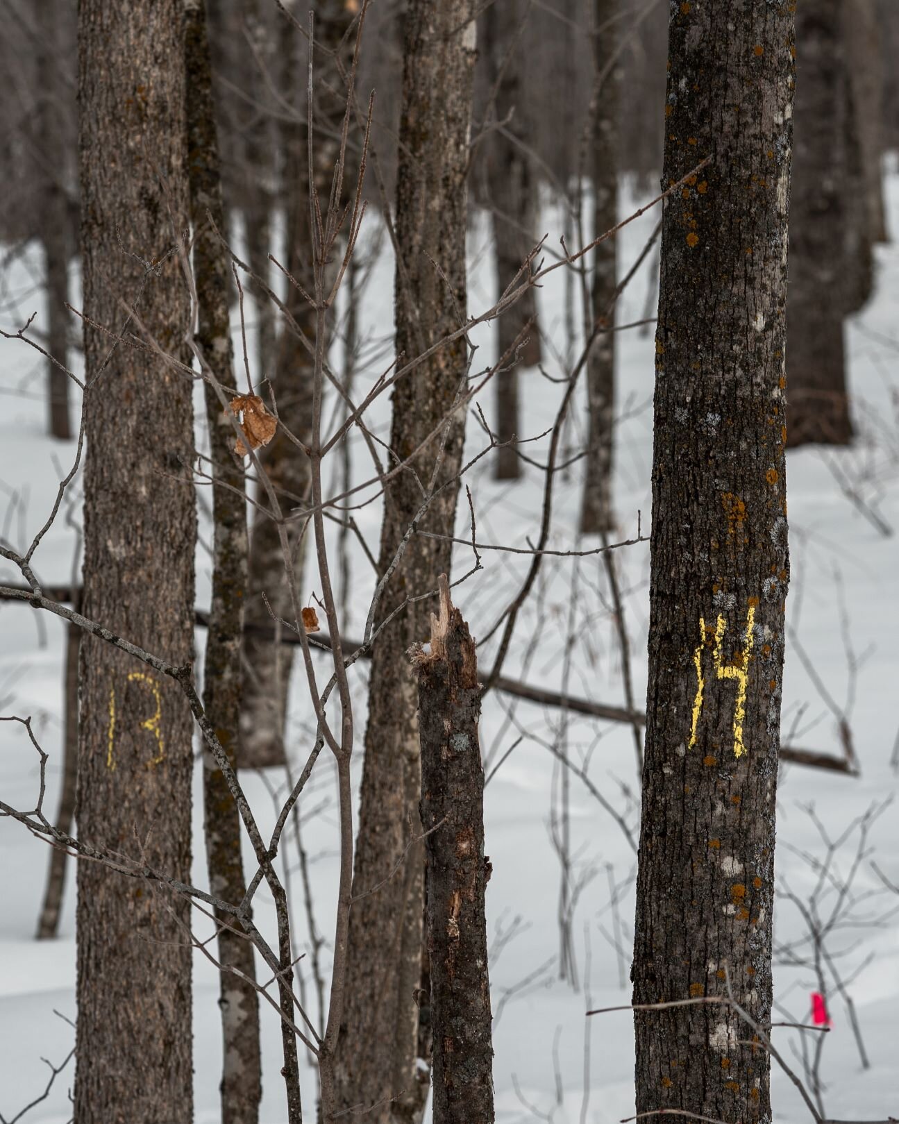 marked trees in a tree survey