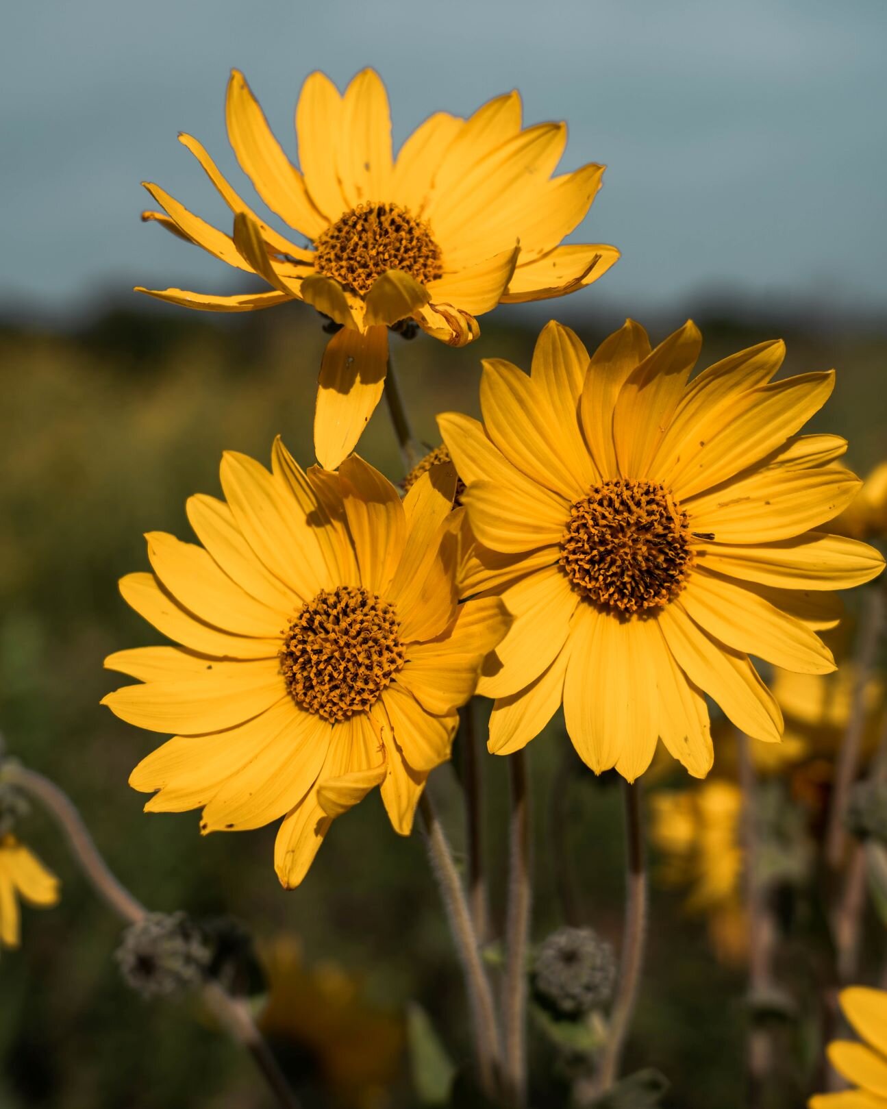 sun flowers