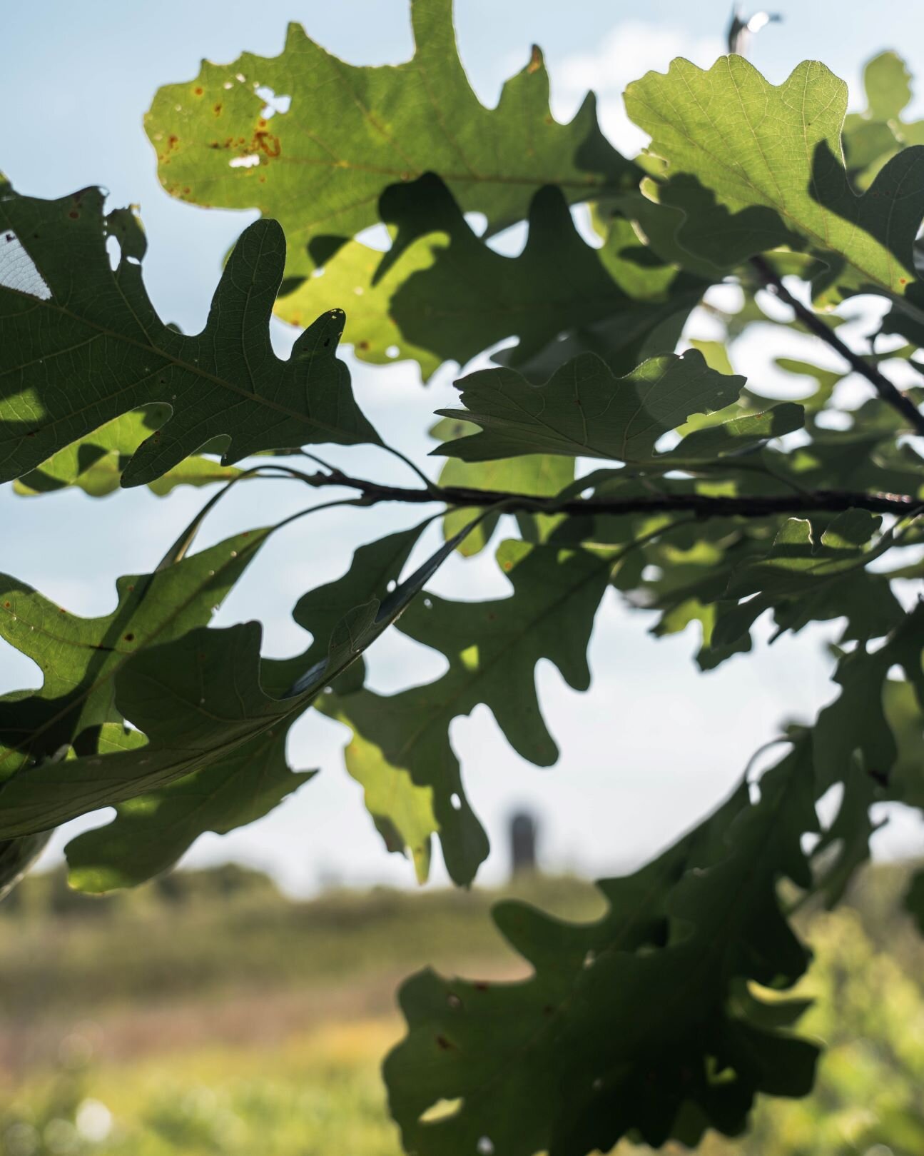 oak leaves