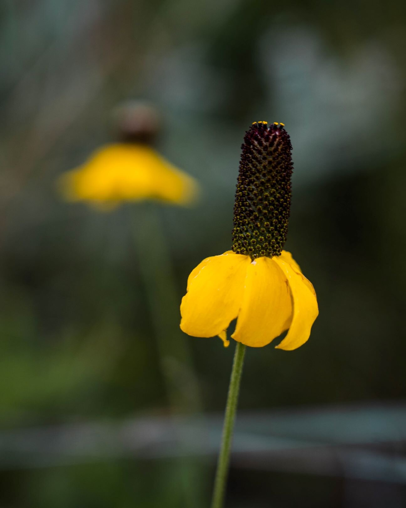 yellow cone flower