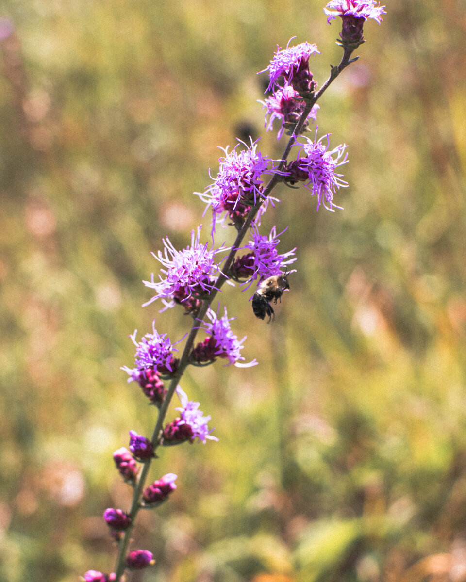 pink flower heads