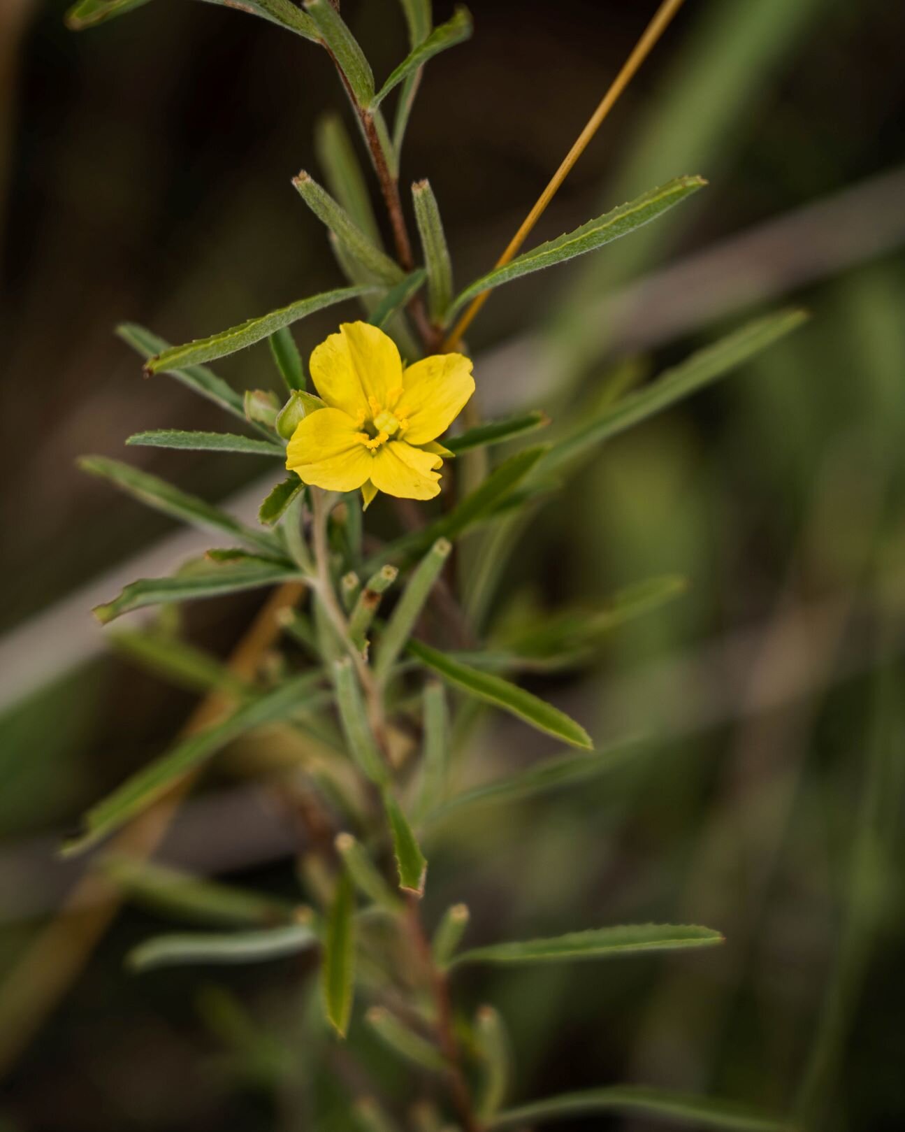 yellow flower head