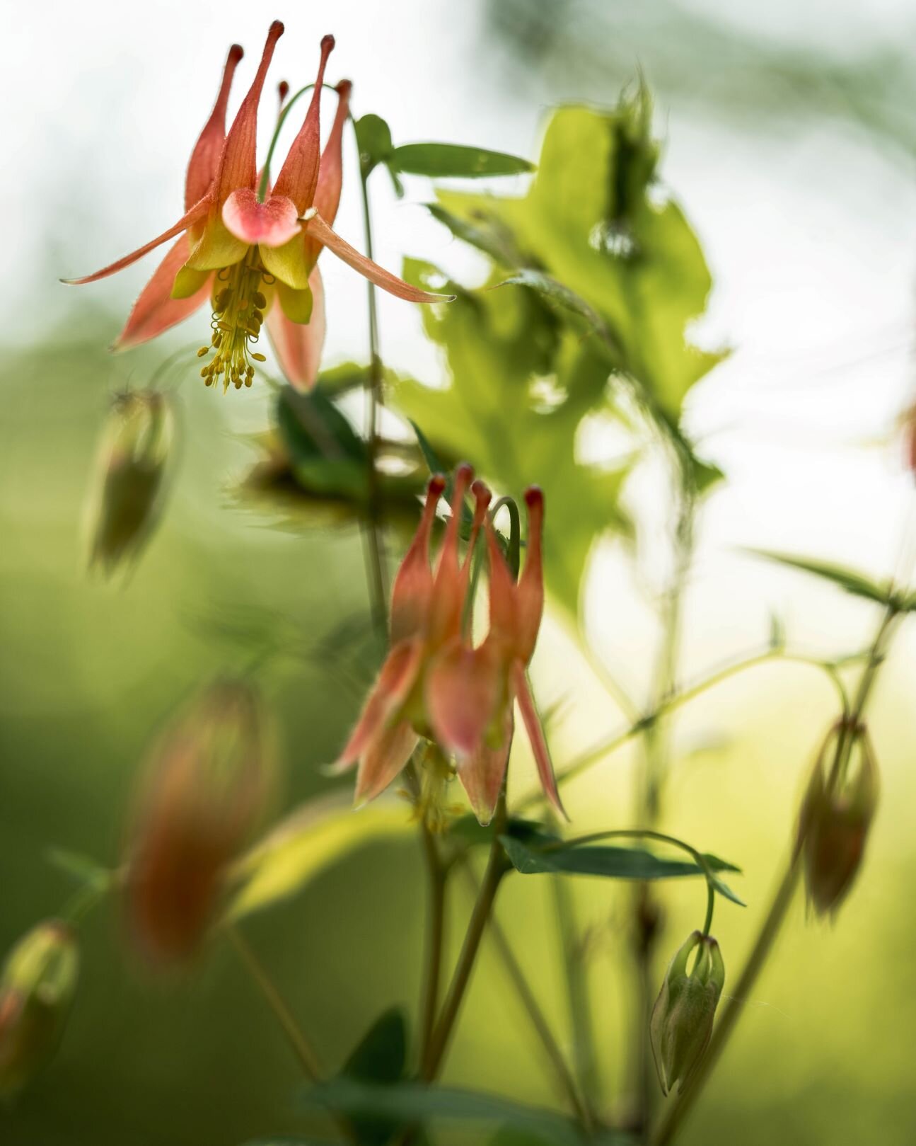 red columbine flower