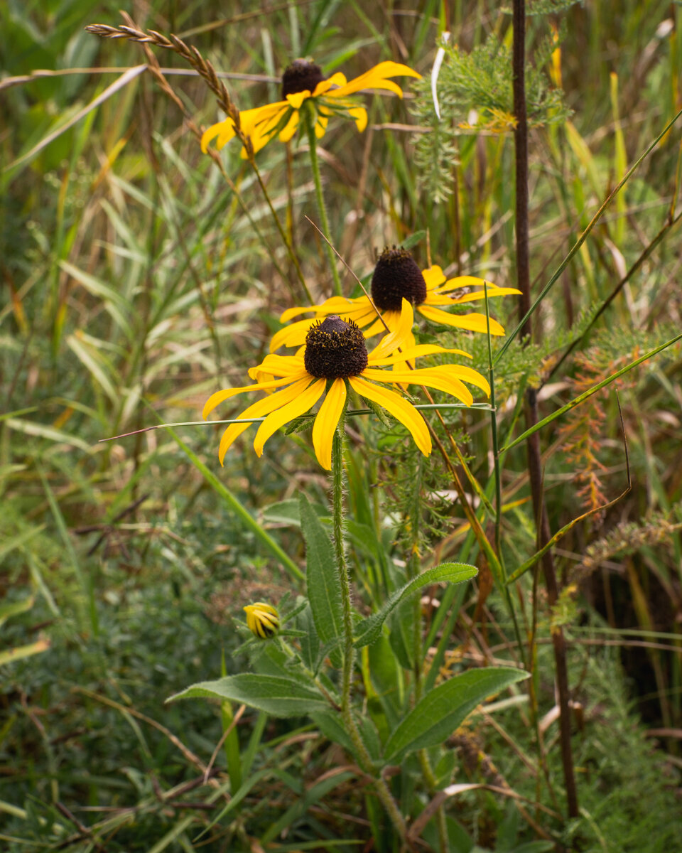 yellow prairie flowers