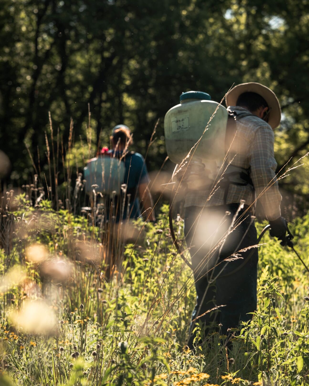 technicians spraying invasive species with backpack herbicide sprayers