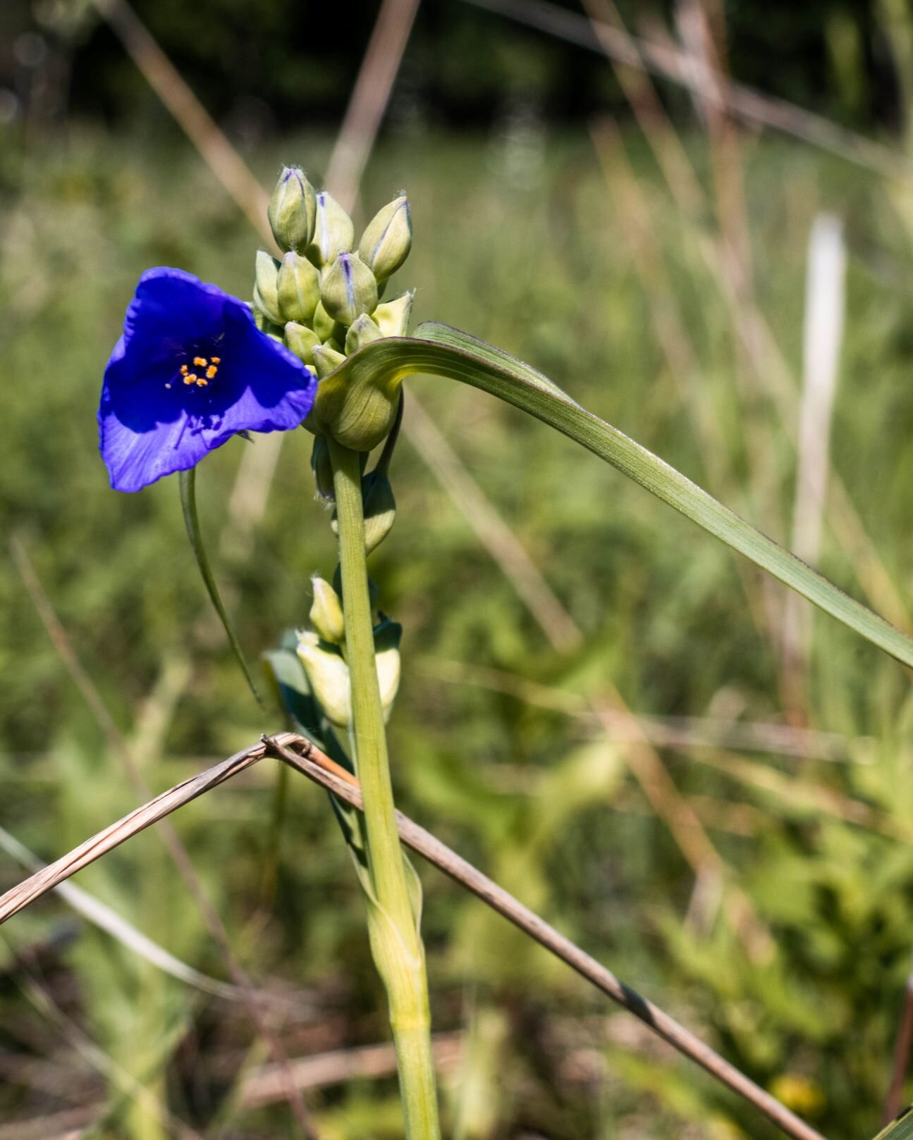 purple prairie flower