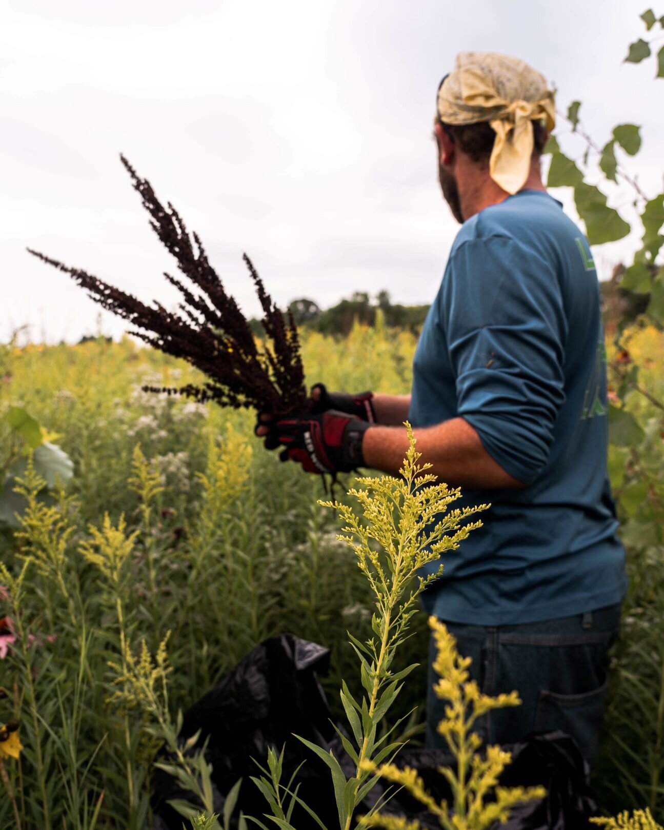 hand pulling invasive species