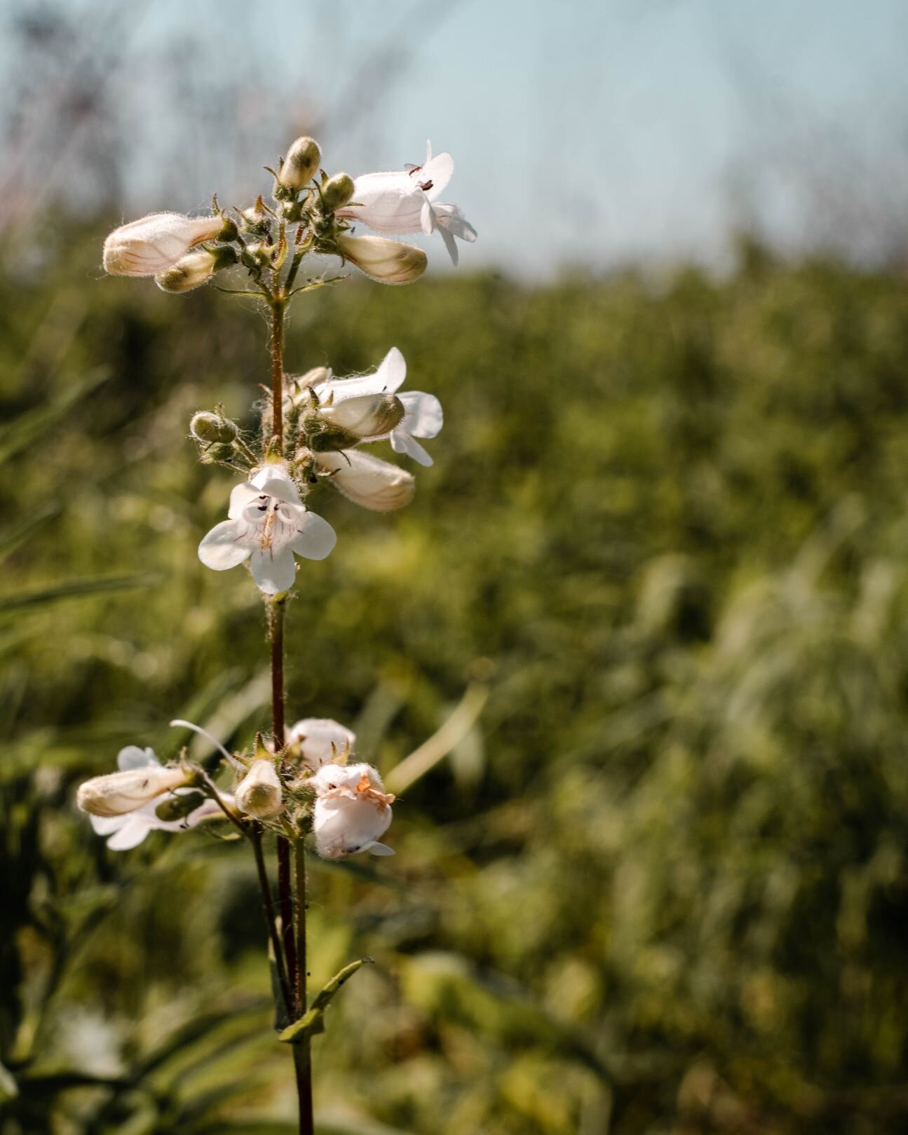 turtlehead flowers