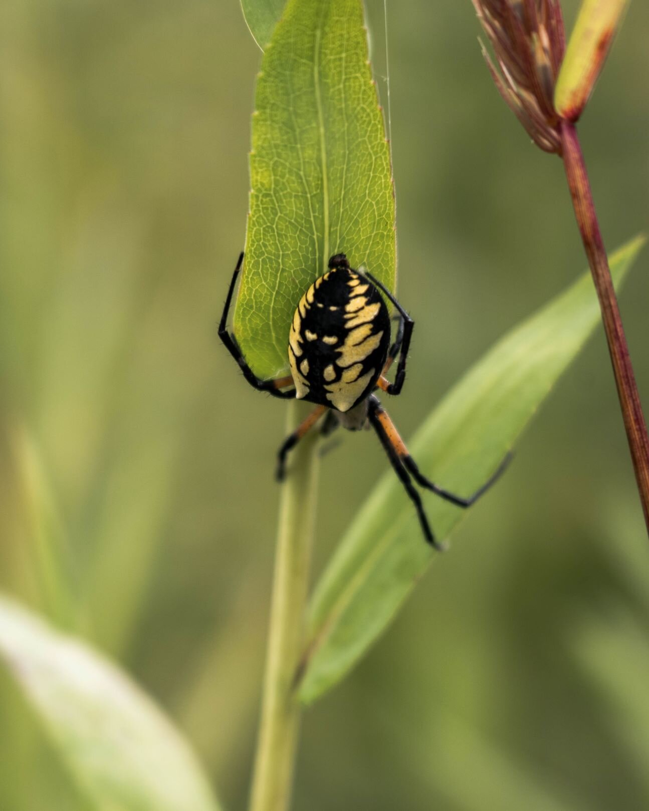 spider on prairie plant