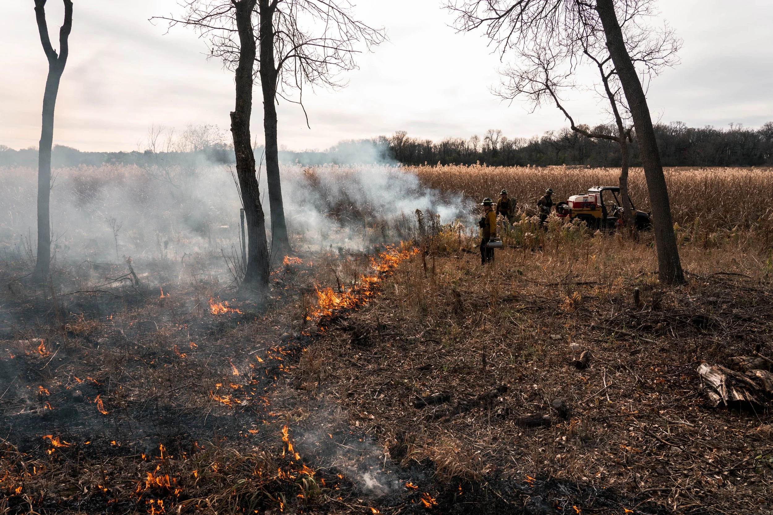 Flames of Renewal: Prescribed Fire for Ecological Restoration