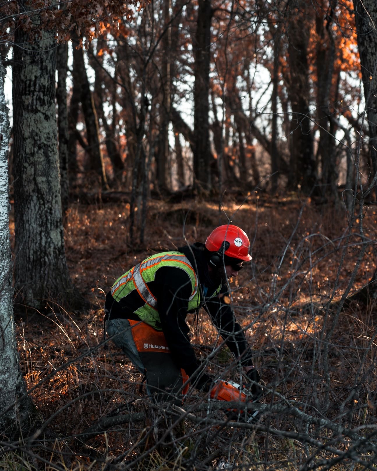 cutting buckthorn with a chainsaw