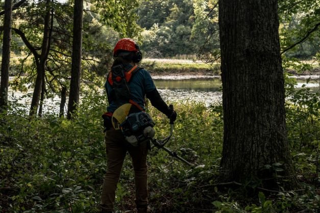 cutting buckthorn with a brushsaw