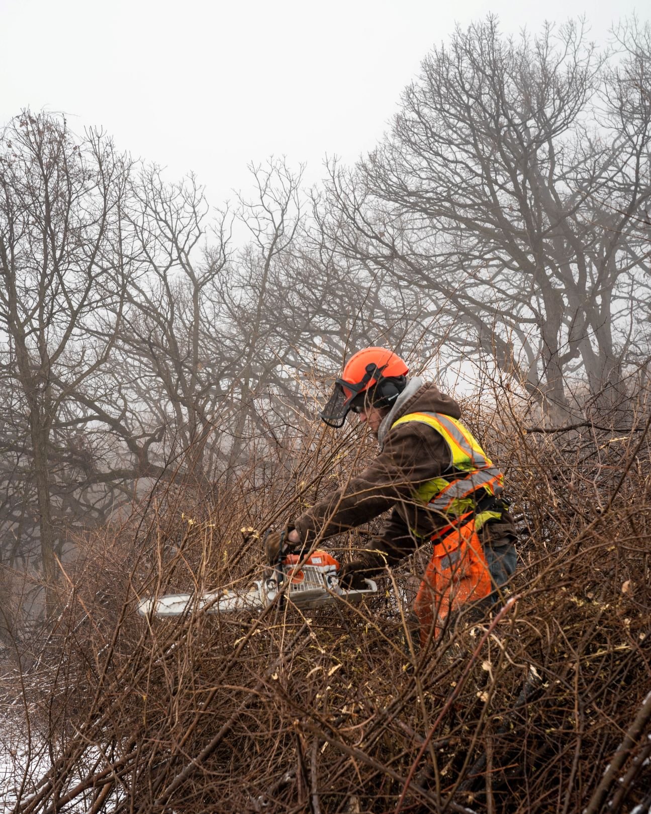 cutting buckthorn with a chainsaw