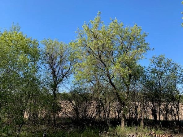 buckthorn overgrowth