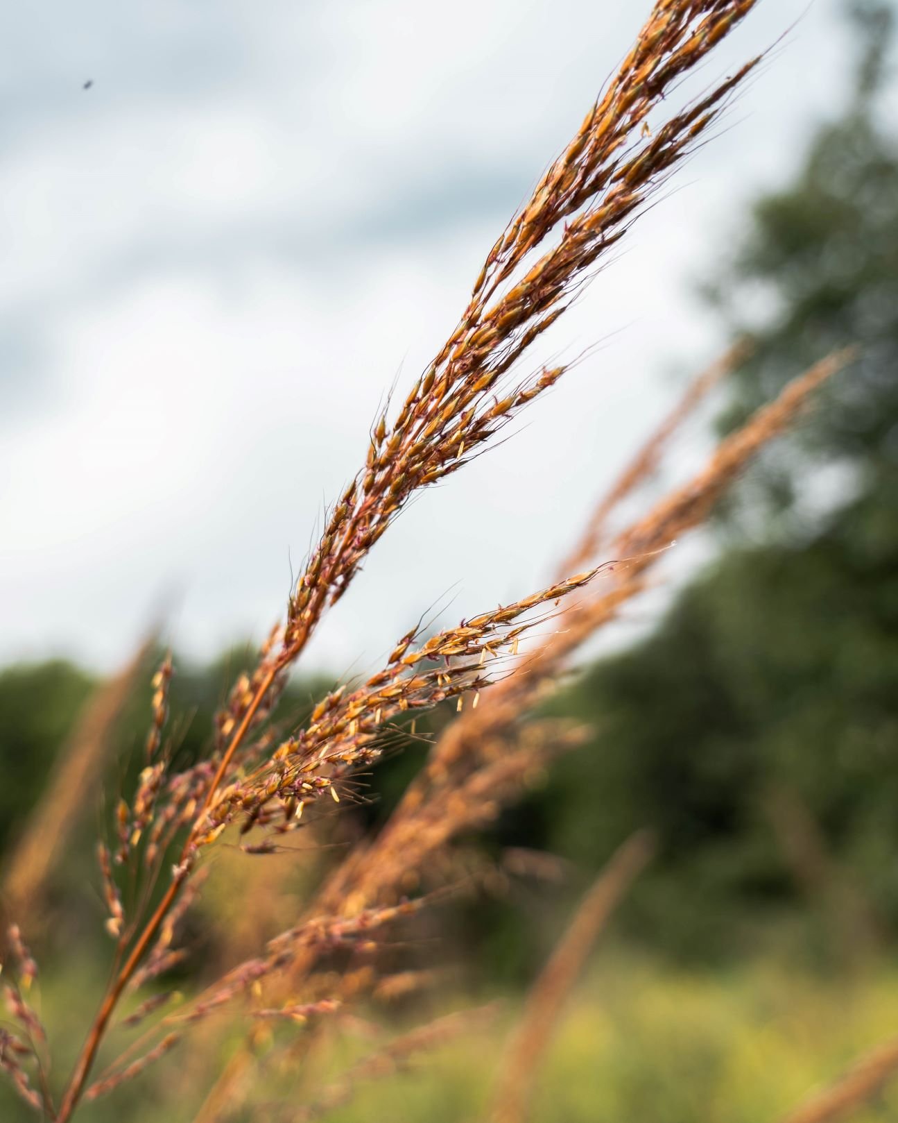 prairie grass