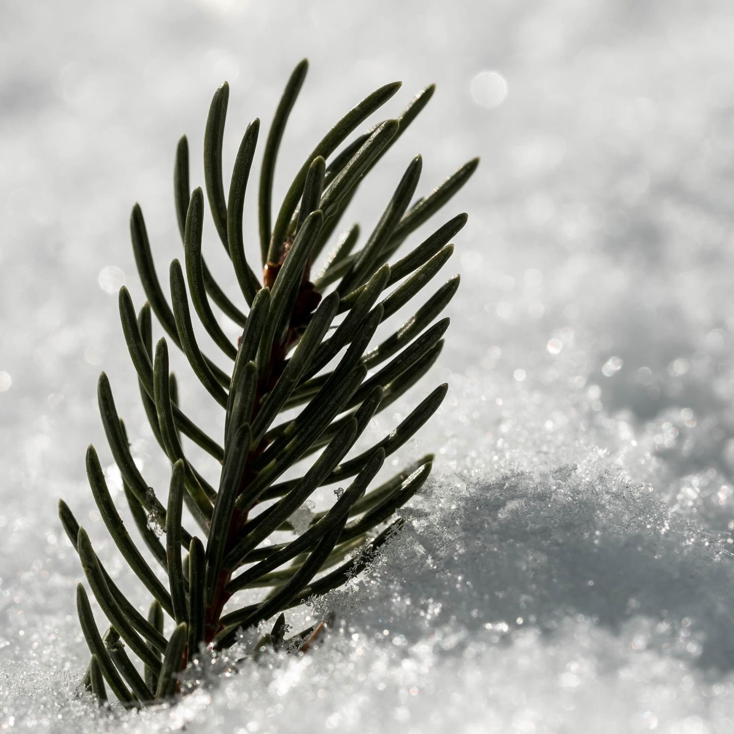 pine branch in the snow