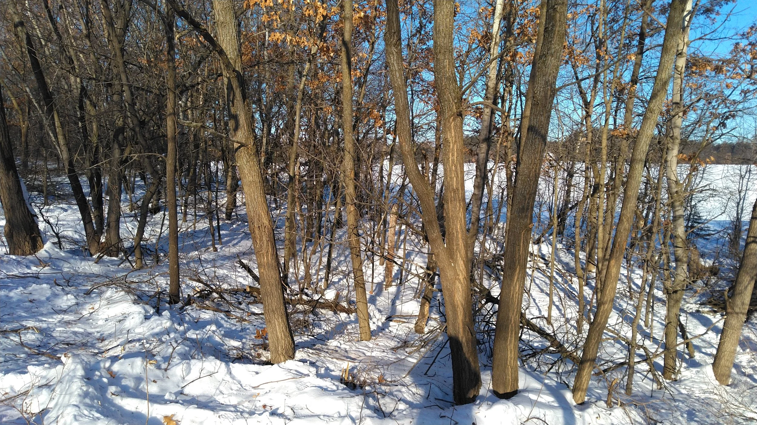 Landscaping to Protect Natural Areas – Ornamentals to Avoid — NRP ...
