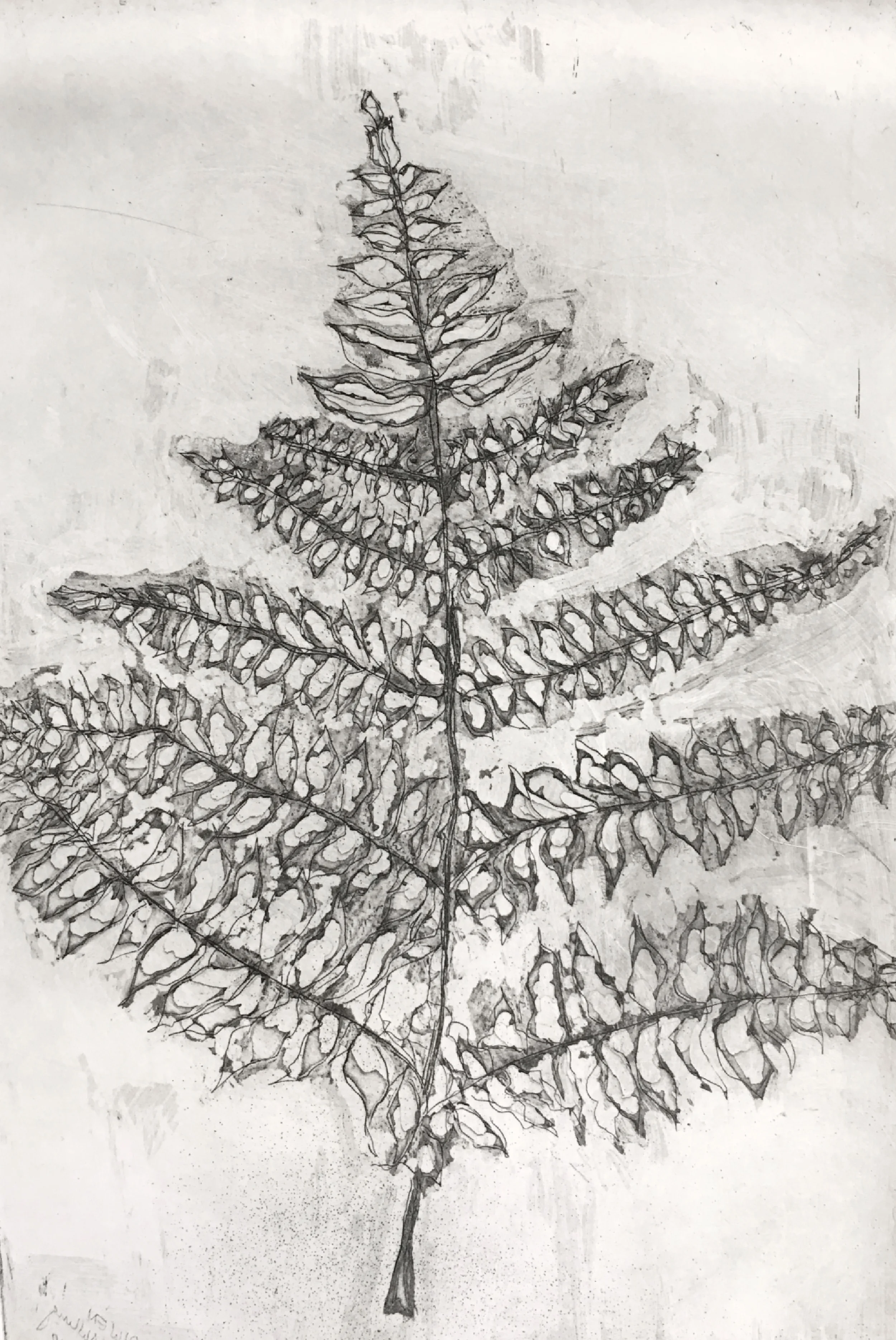 Fern 2