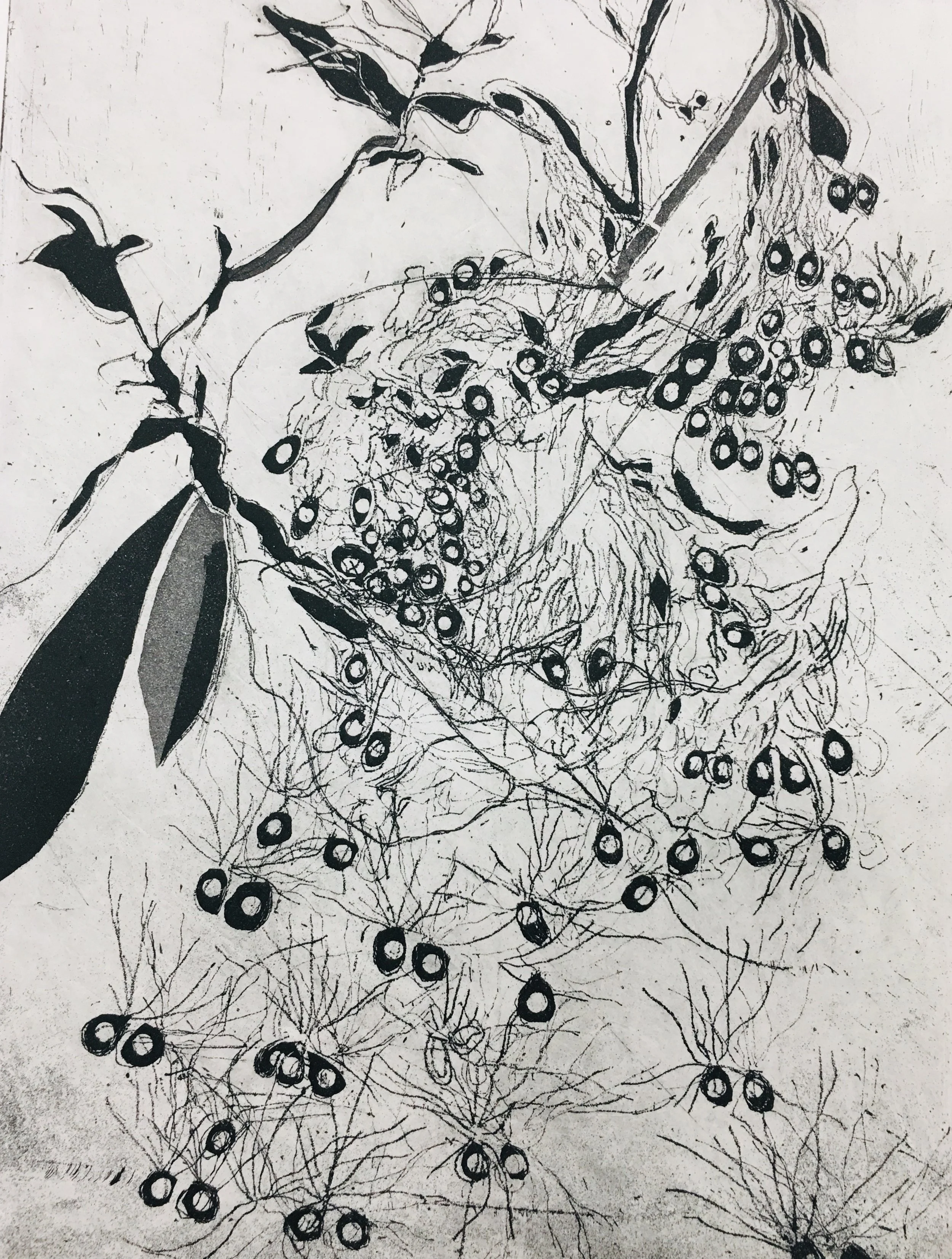 Milkweed Seedlings copper intaglio etching 12" x 14"