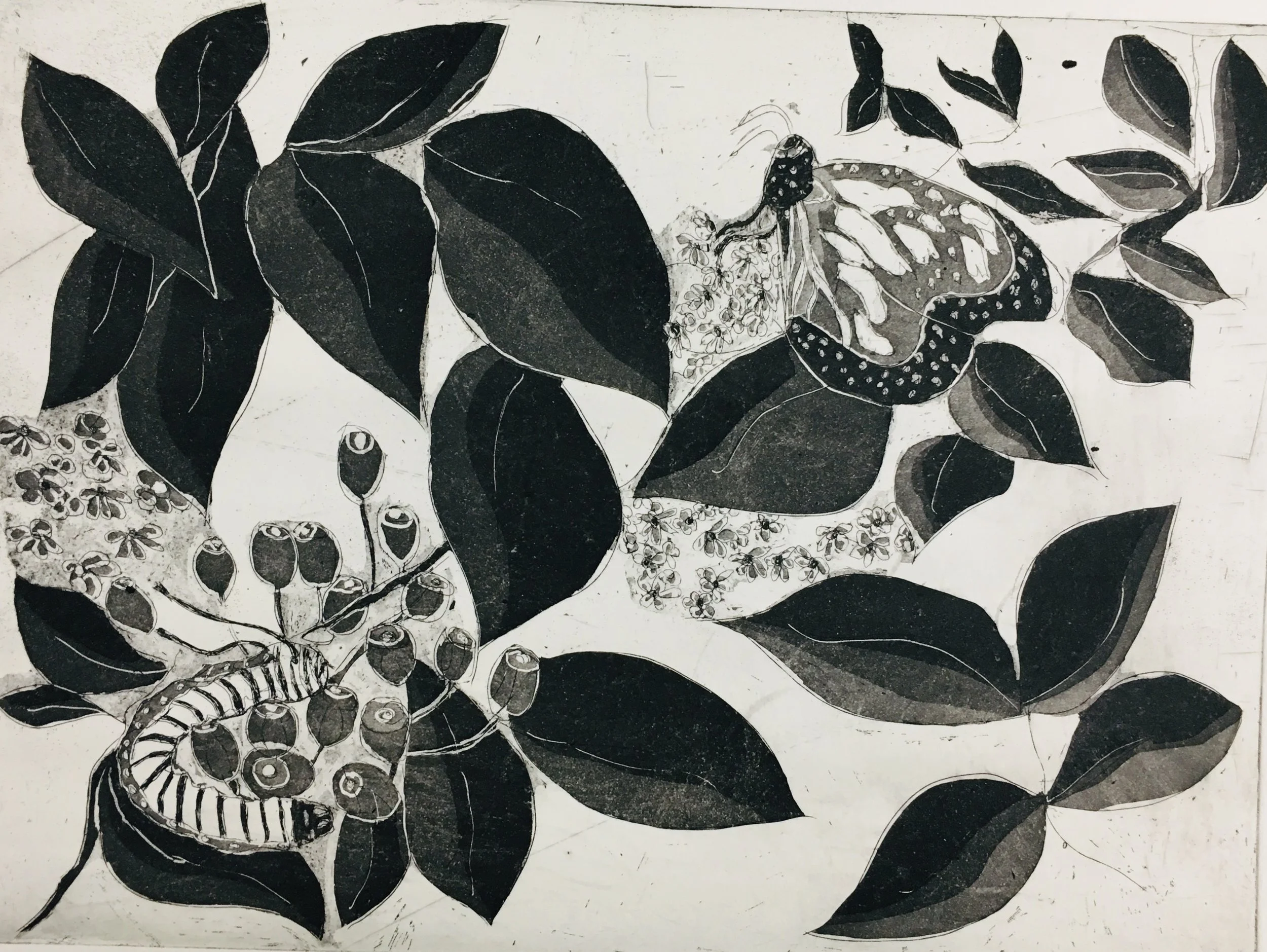 Cocoon and Butterfly copper intaglio etching 12" x 14"