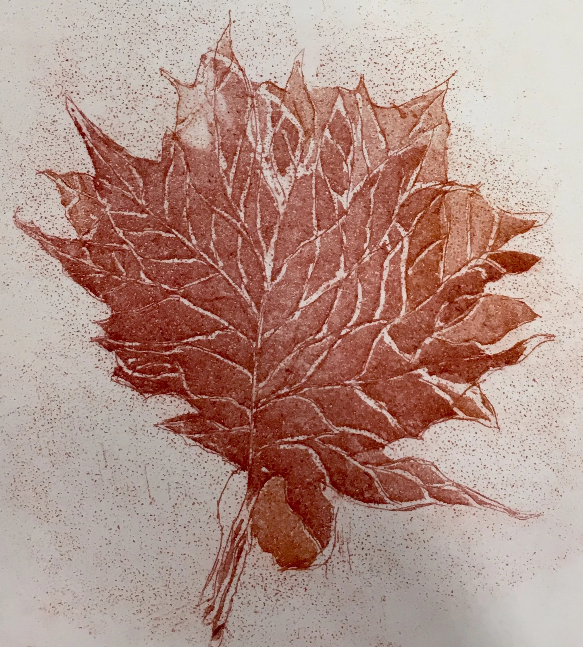 Maple Leaf Copper Intaglio Etching 4" x 4"