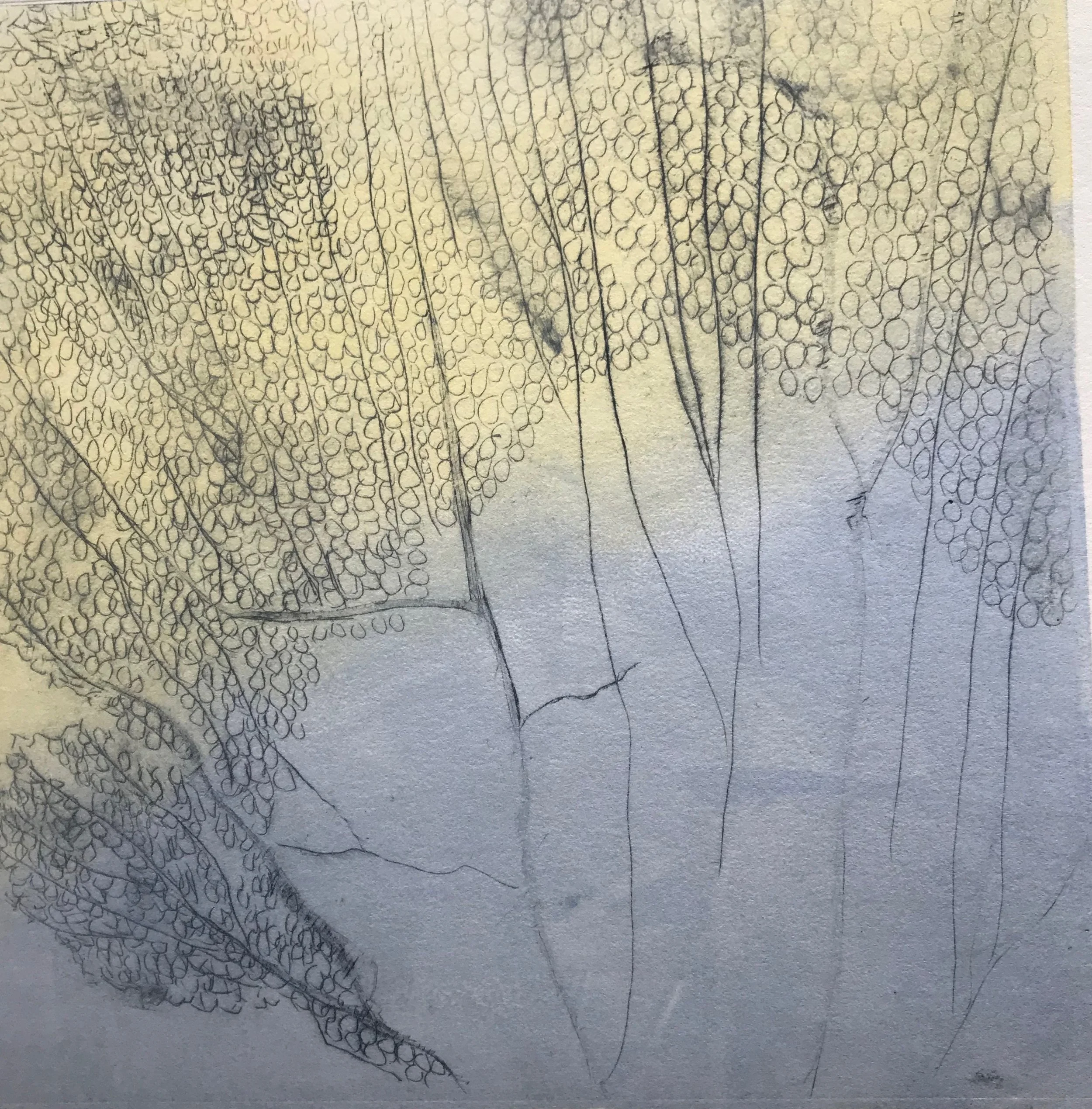 Sea Fan