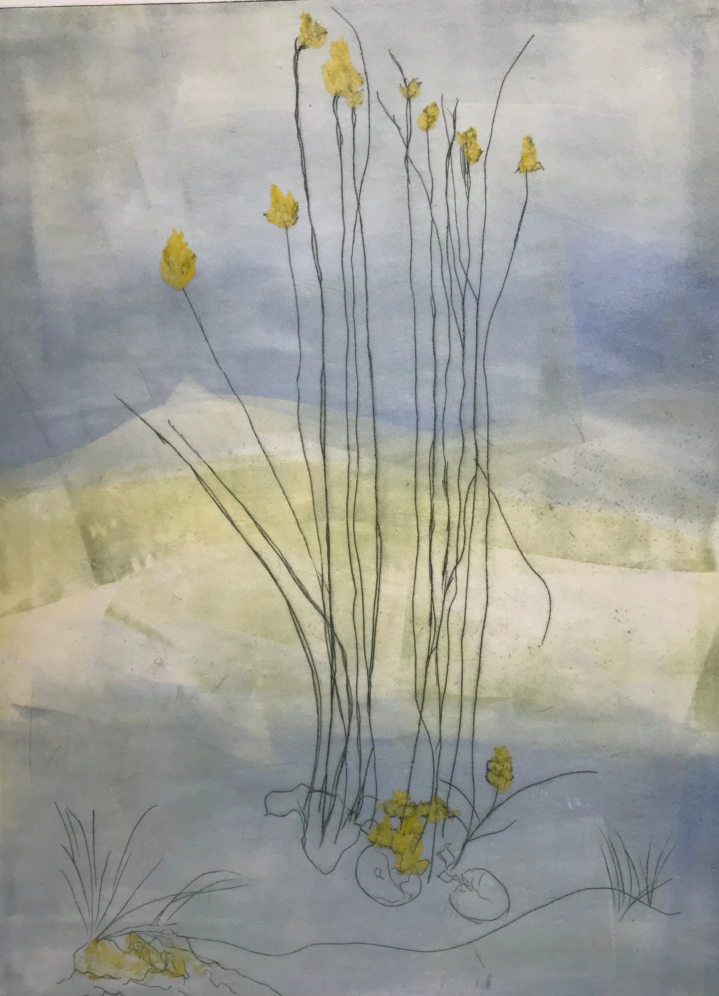 Lily Pond
