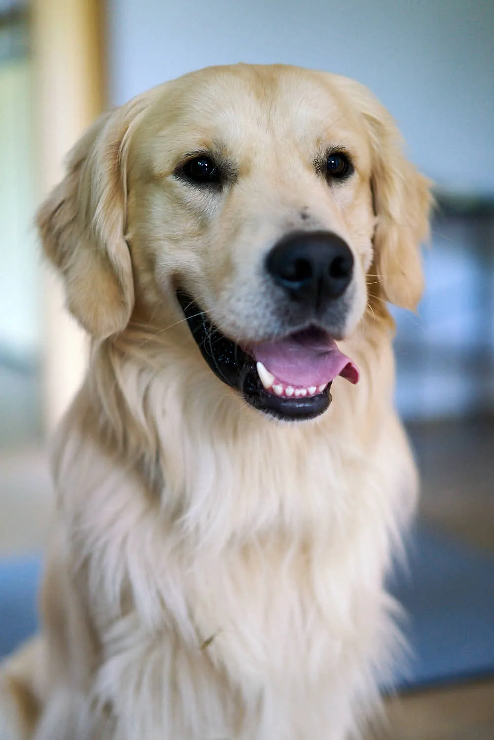 rolf-bau-oskar-hund-chef.jpg