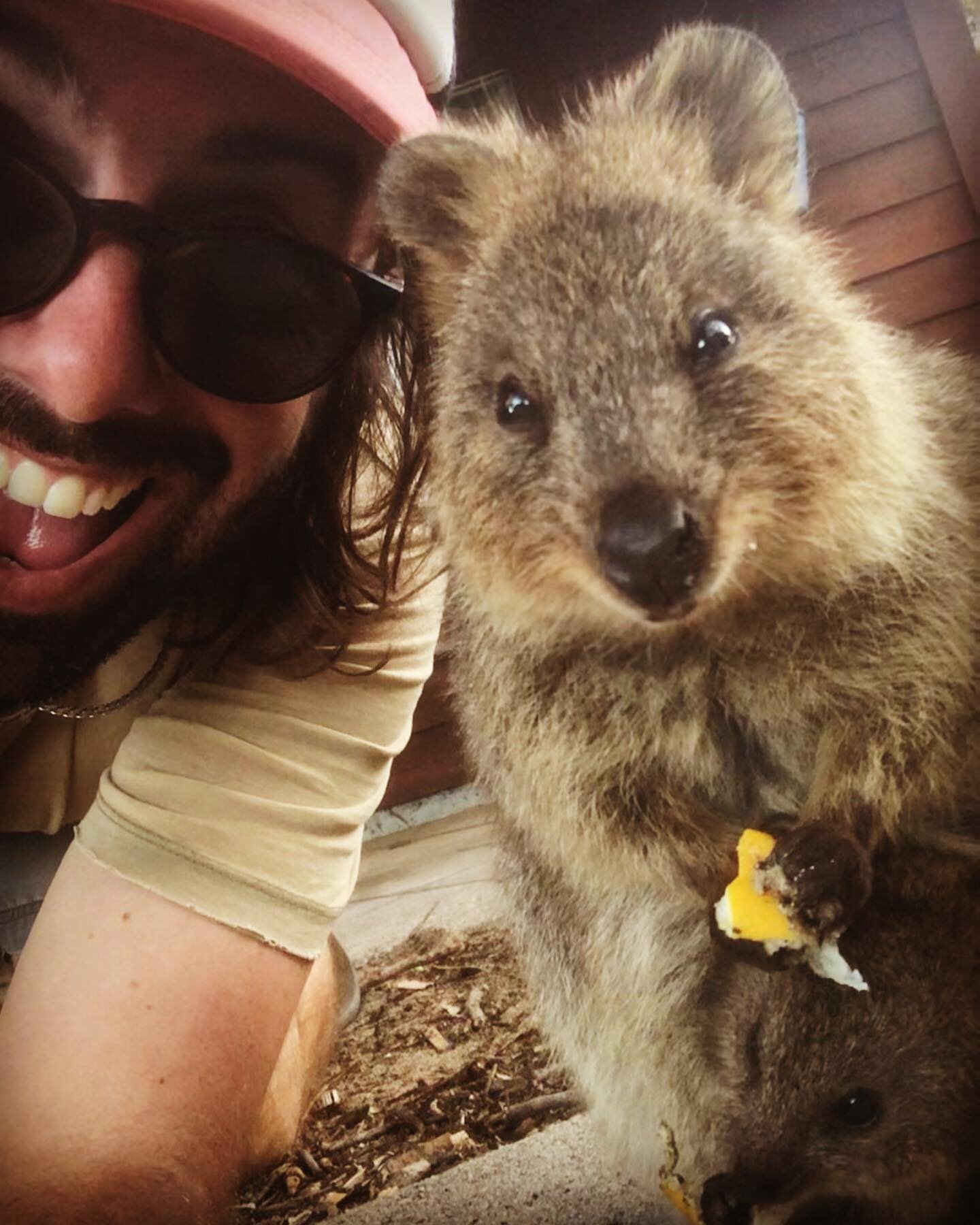 These little Aussie legends are the most ridiculously friendly creatures. This #quokka has a joey in its pouch and was enjoying some lemon peel it found on the ground. Thank you #rottnessisland for the insane beauty and relax time with @kaityjo89