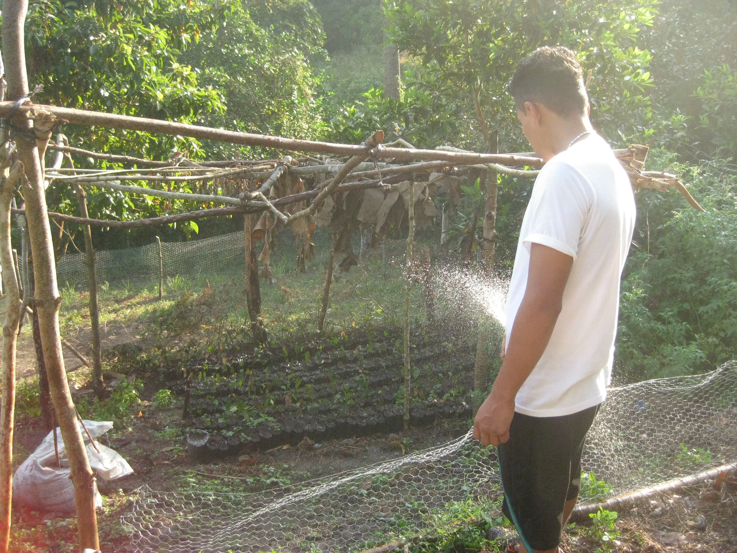 Kevin Murillo of La Majada waters a tree nursery with Masica seedlings