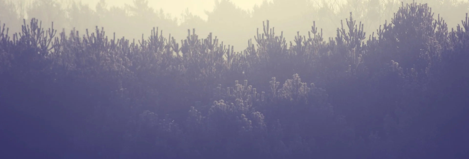 landscape-trees-winter-8781.jpg