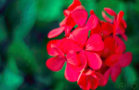 GERANIUMS FOR PENTECOST! 