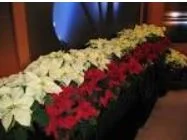 ORDER YOUR CHRISTMAS POINSETTIA! 