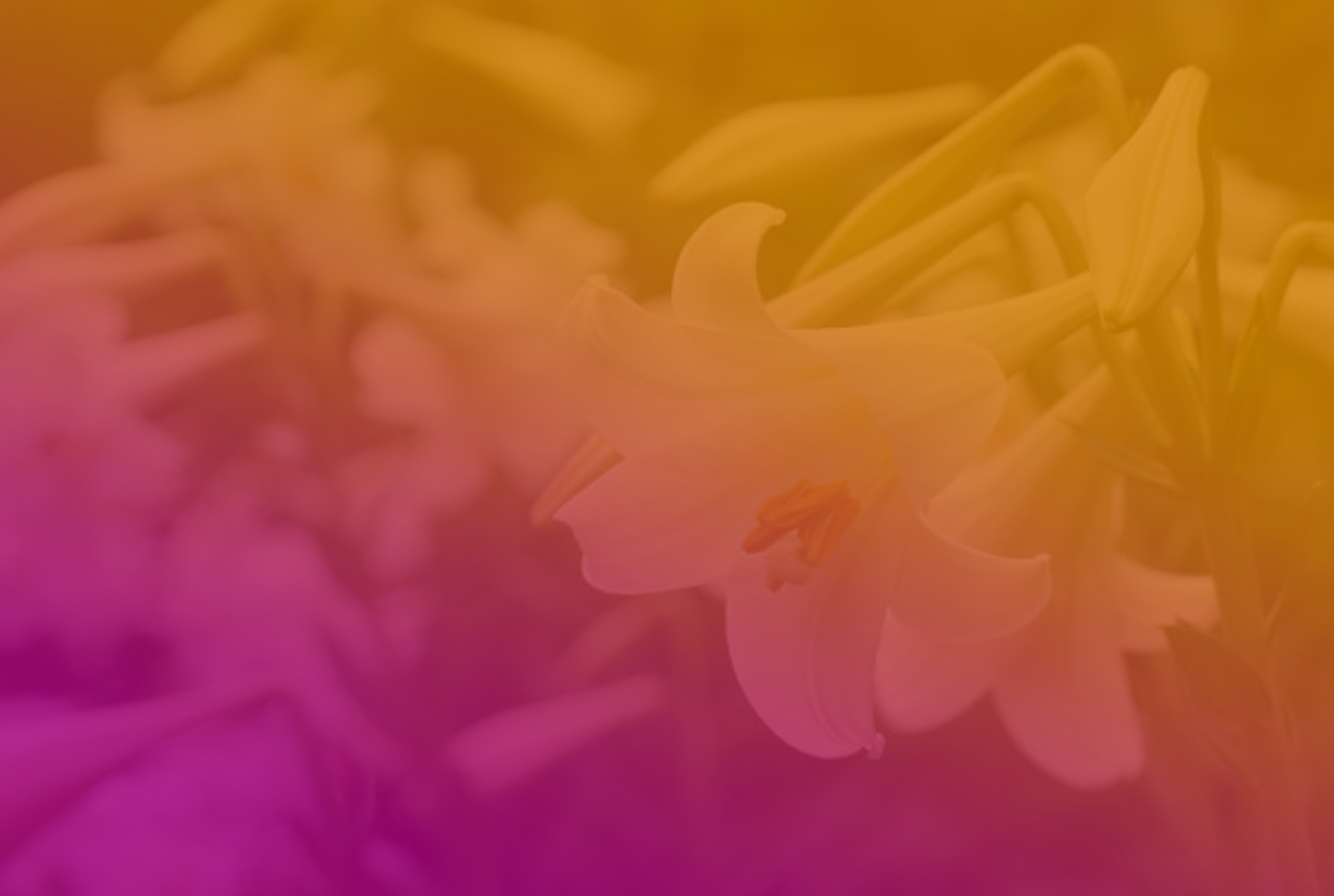 BELC-bg-easterlily2.png