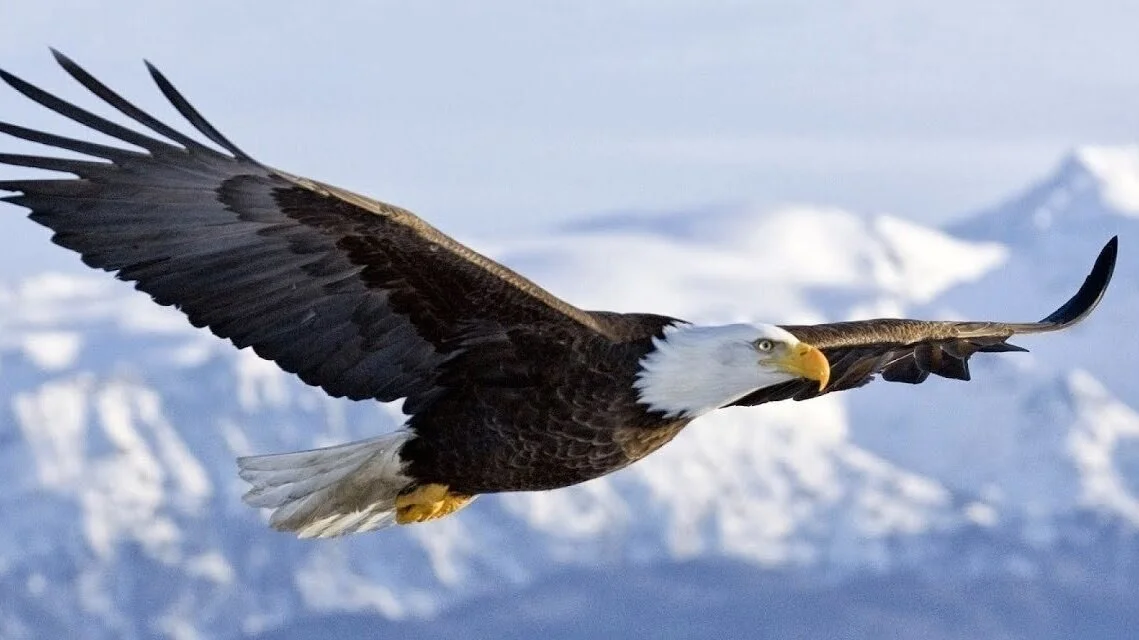 On Eagles' Wings