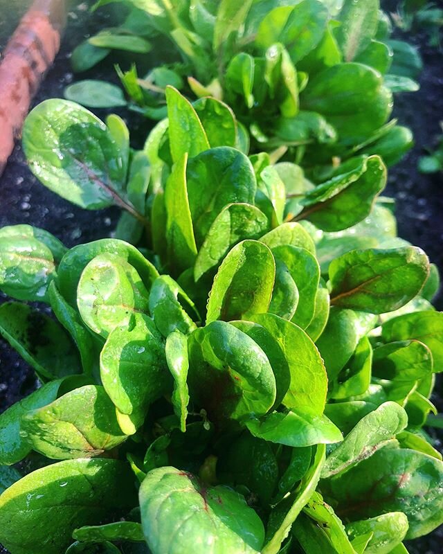 🌱Who loves spinach?!? Coming soon to our farm stand and farmers markets! We&rsquo;ll keep you updated! What&rsquo;s your favorite way to eat spinach?!? Comment below!
