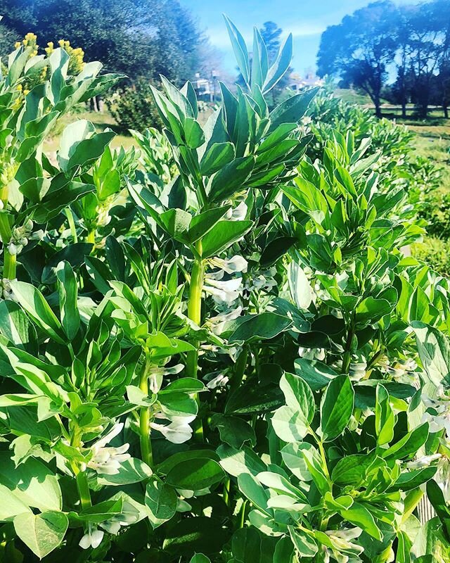 🌱 Can you guess how y&rsquo;all these fava beans are? Can&rsquo;t wait for spring/summer when these will be at market!