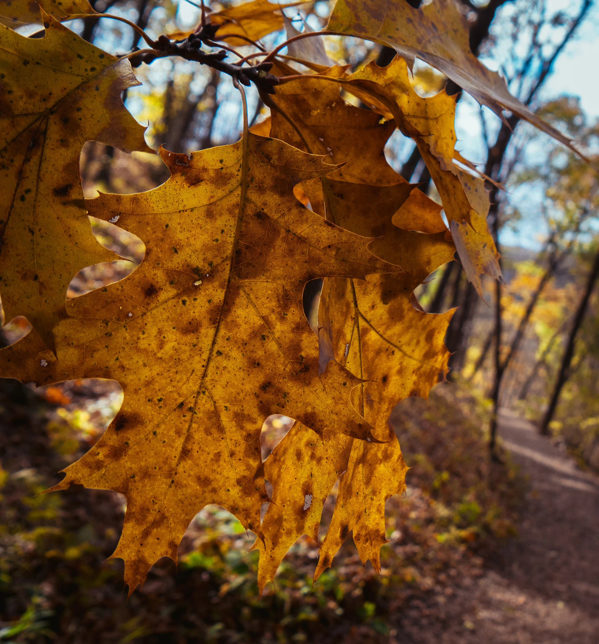 Effigy Mounds Photo-17.jpg