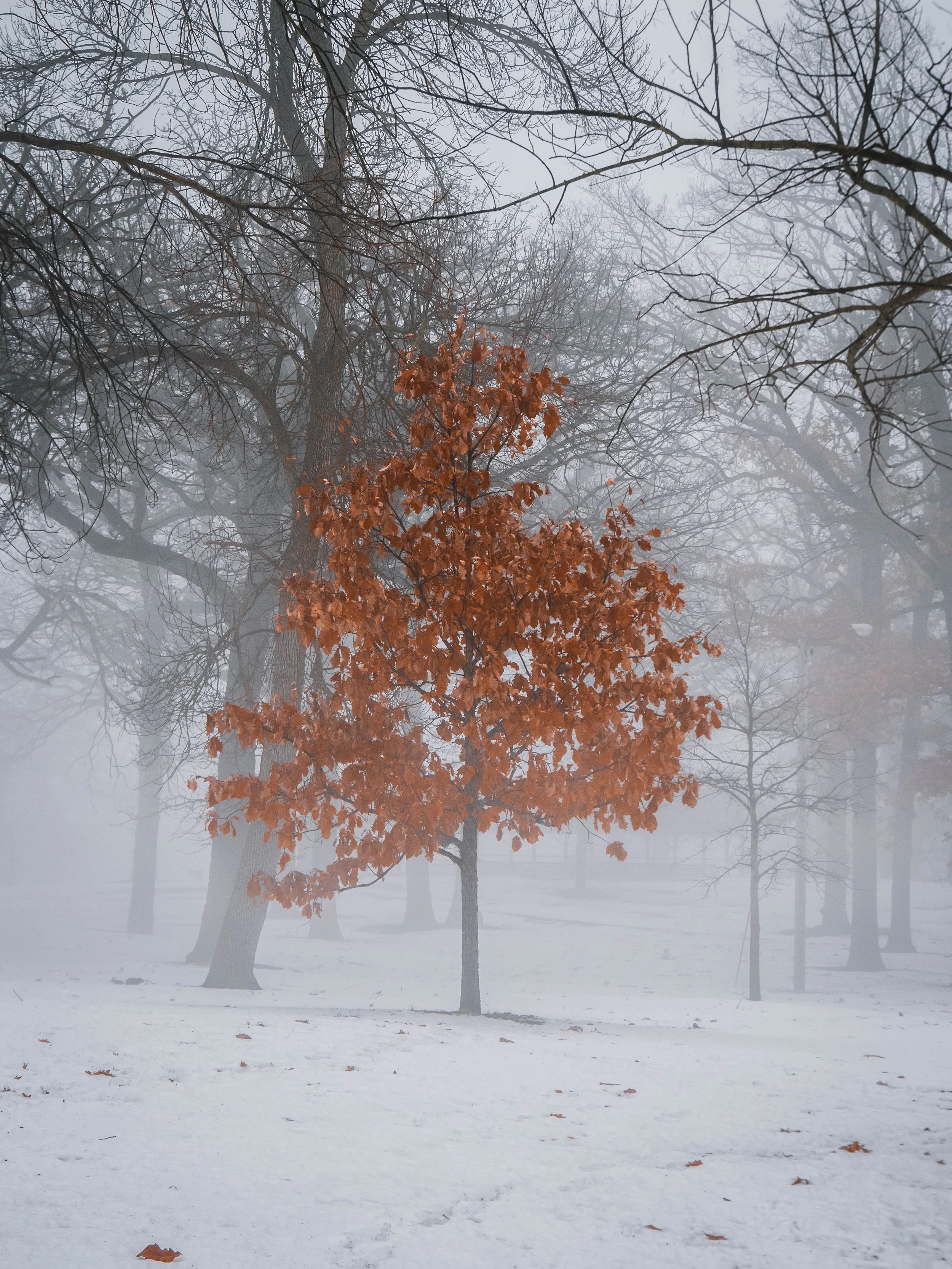 Feb Fog Nature (8 of 16).jpg