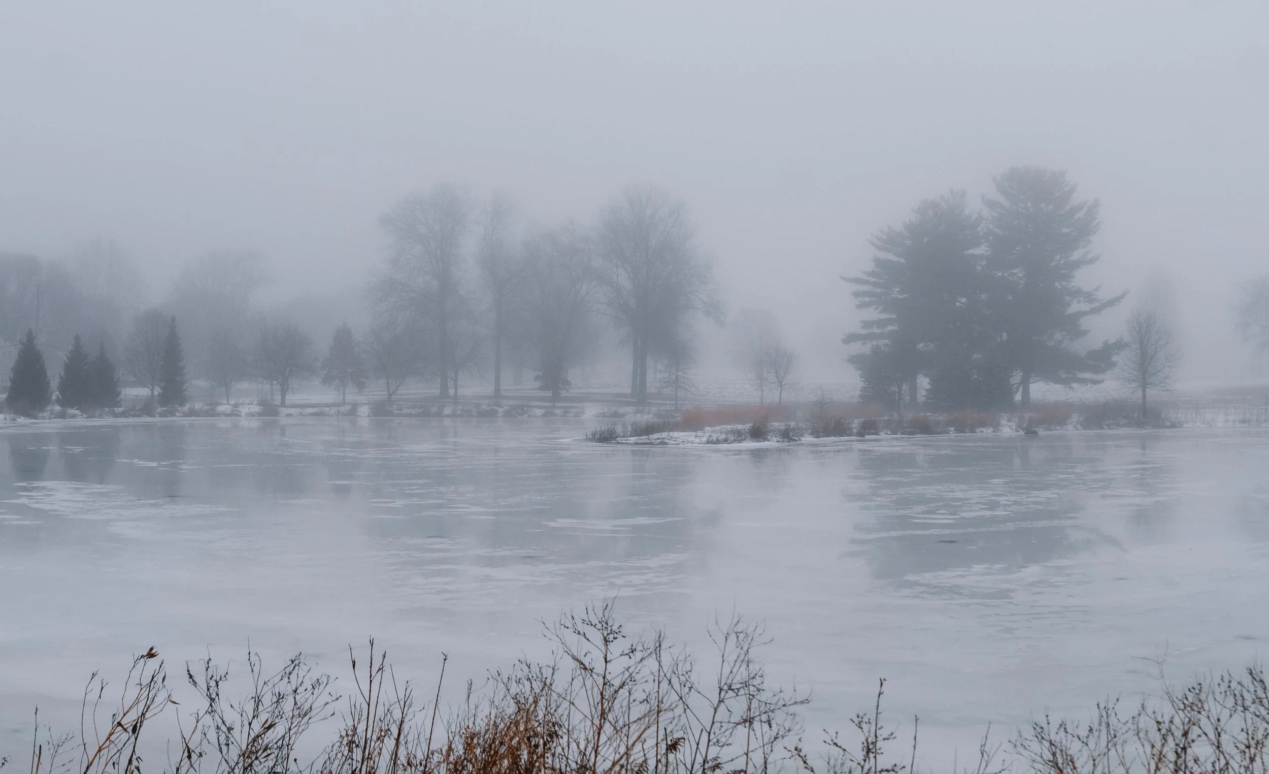 Feb Fog Nature (4 of 16).jpg